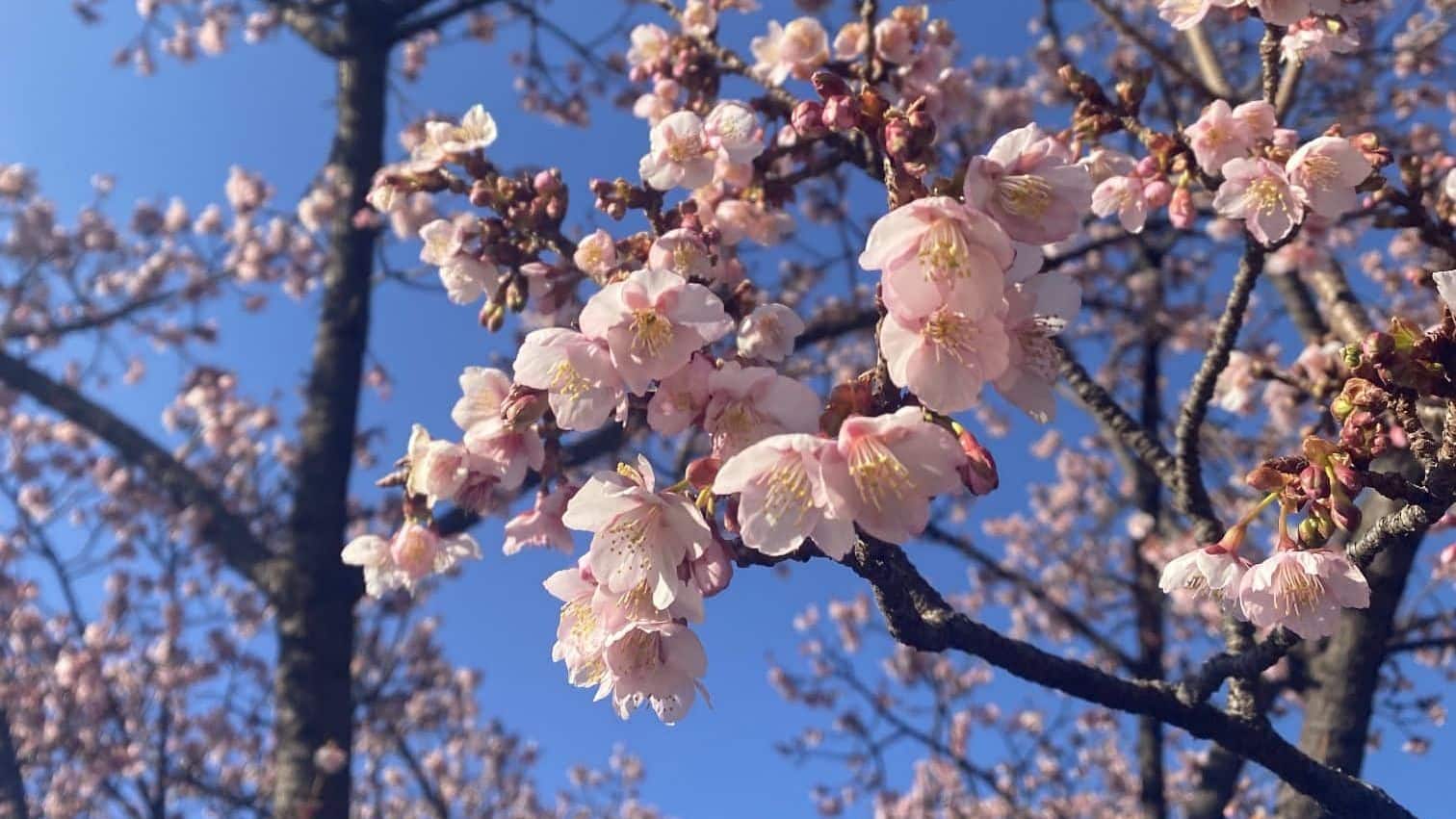 Beginn der Kirschblüte in Tokio