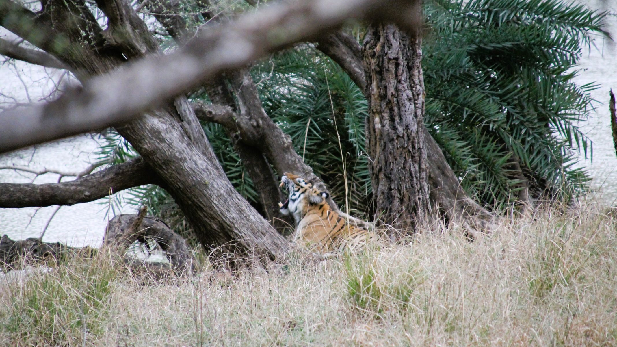 Brüllender Tiger auf Tiger Safari