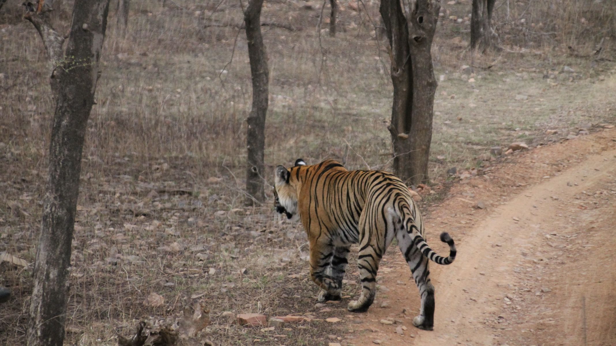 Tigress Arrowhead at Tiger Safari