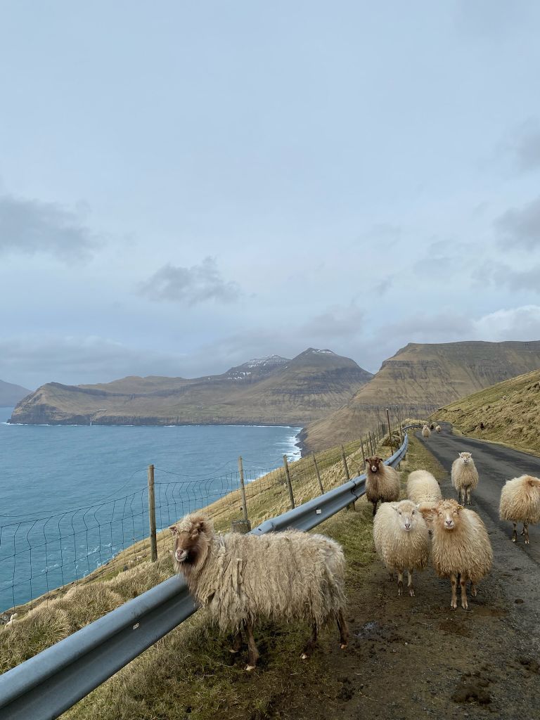 Färöer Inseln Schafe